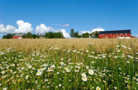 Daisies by the side of an oats field with a Norwegian farm in the background. の写真素材