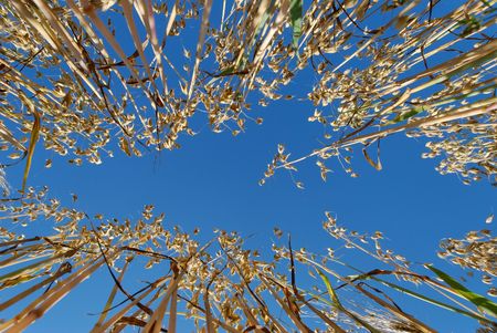 Ground-up view on oat straws against blue sky. の写真素材
