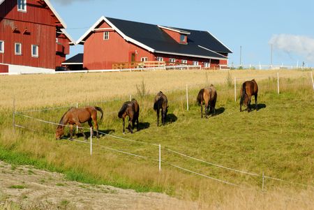 Five horses, grazing in a fold by a farm with an oats field. の写真素材