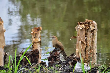 Big lizard cuckoo in the wild, on a tree stumpの写真素材