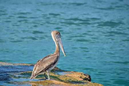 Pelican ashore on a rocky shore against the background of the waters of the Oceanの写真素材