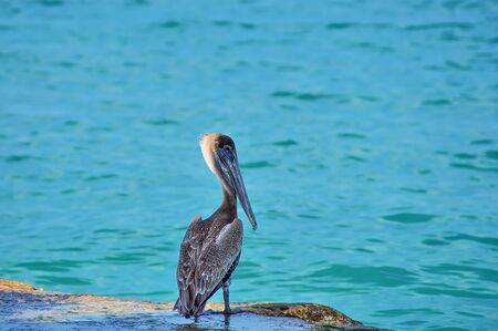 Pelican ashore on a rocky shore against the background of the waters of the Oceanの写真素材