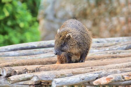 Cuban Hutia, a rodent endemic to Cuba, on wooden boardsの写真素材