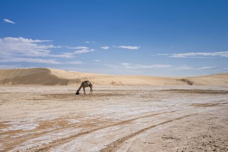 salt marsh in the Sahara desert, with a one-humped camel in the backgroundの写真素材