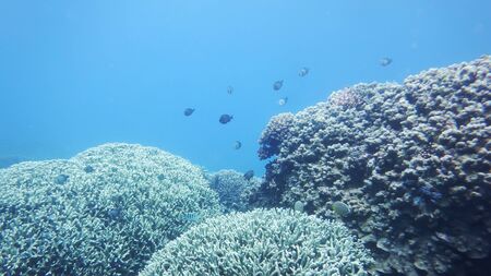 Underwater world of the South China Sea, a variety of corals, coral fish at a depth of