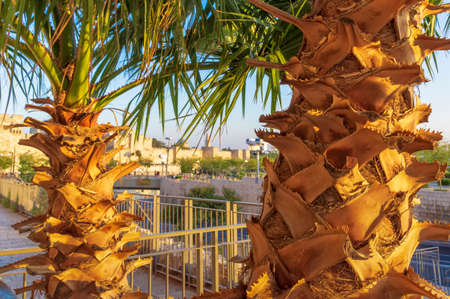 palm trunks and partly green leaves of the crown against the background of the blurred walls of the old city of Jerusalem, Israelの写真素材