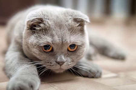 I see you Scottish Fold cat looks into the camera lensの写真素材
