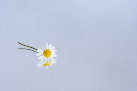 a daisy flower and its reflection on a mirror surface, on an isolated backgroundの写真素材