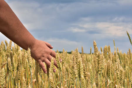 a female hand, among the ears of ripe wheat, against a sky covered with clouds