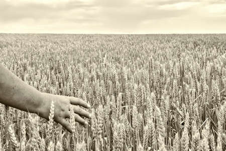 a female hand in the ears of wheat, in the field going beyond the horizon, against the background of the sky and cloudsの写真素材