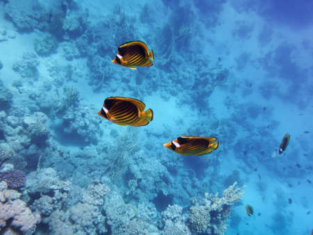 underwater world of the Red Sea