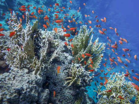 Underwater world of the sea, fish, corals, the Red Seaの写真素材