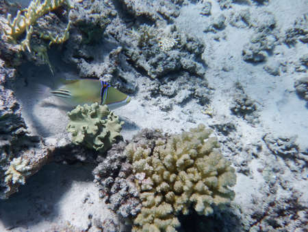 Underwater world of the sea, fish, corals, the Red Sea