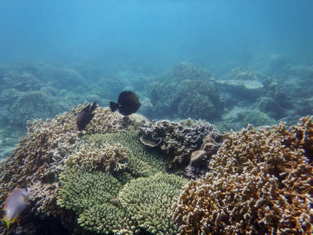 underwater world of the South China Sea