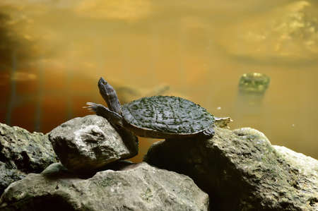 relaxing river turtle, on the rocks near the pond, against the background of stones and water.