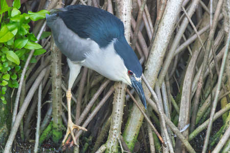 : Kvakva vulgaris, or night heron, on the roots of tropical plants, near the lakeの写真素材