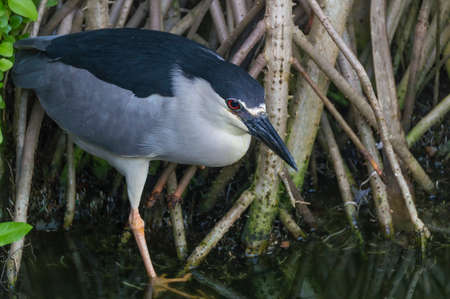 : Kvakva vulgaris, or night heron, on the roots of tropical plants, near the lakeの写真素材