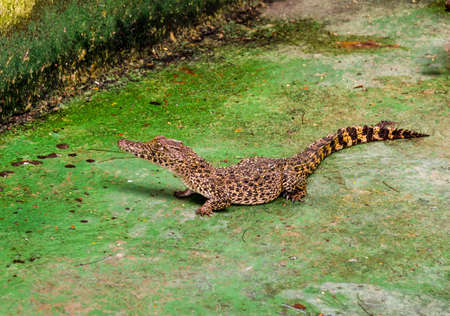 crocodiles on crocodile farm river tropics Cuba