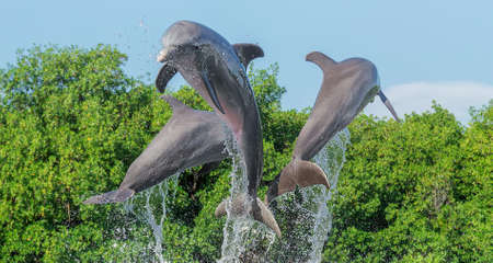 three dolphins in a jump from the water, in splashes of water, against a background of trees and a blue cloudless sky Cubaの写真素材
