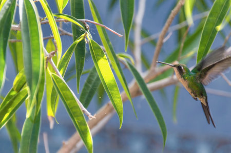flight of hummingbirds on a background of green tree leaves, and a blurred background