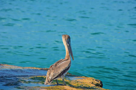 Pelican ashore on a rocky shore against the background of the waters of the Atlantic Ocean, Cubaの写真素材