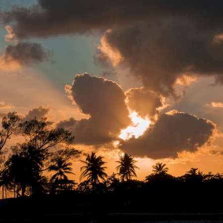 colorful sunset on a background of clouds over the silhouettes of the tops of palm trees and tropical treesの写真素材