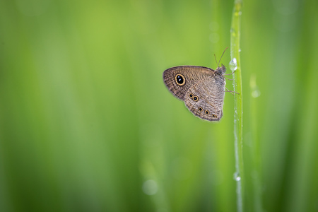 Butterfly in the rice fields with dew