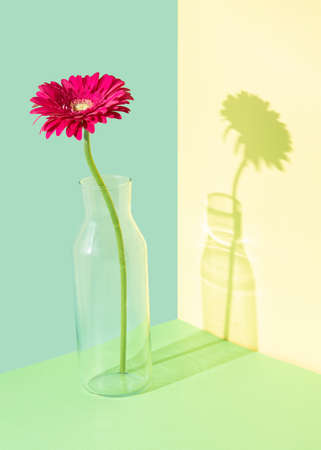 Creative composition with a gerbera flower in a glass vase against multicolored backgroundの写真素材