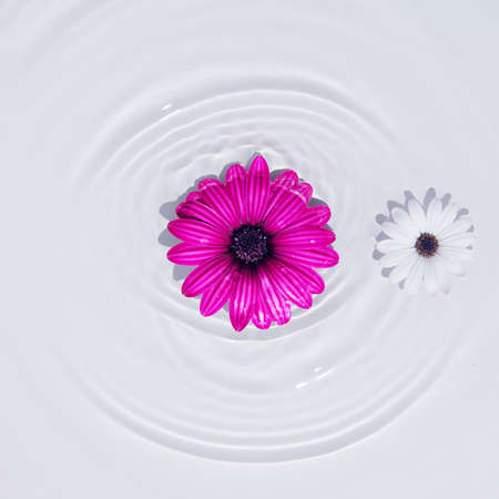 Creative summer minimal concept with flowers in the water on a white background. Flat lay, top view. Square layout with copy spaceの写真素材