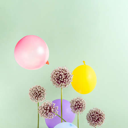Creative composition with allium flowers and party balloons on green background. Minimal summer concept. Square with copy space.の写真素材