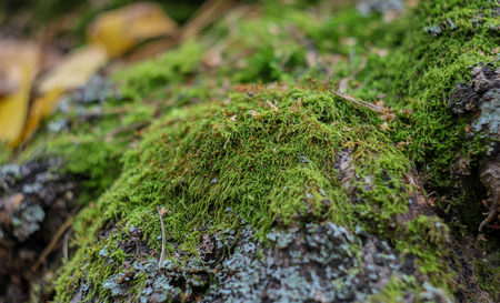 Moss close-up on the bark of a treeの写真素材