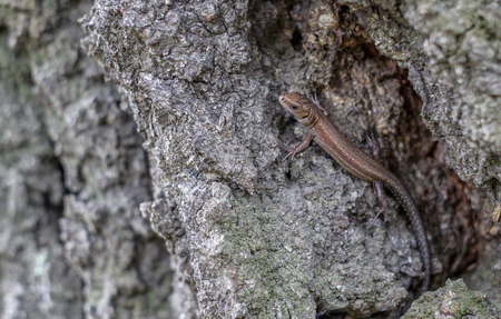 Viviparous lizard on a bark of a treeの写真素材