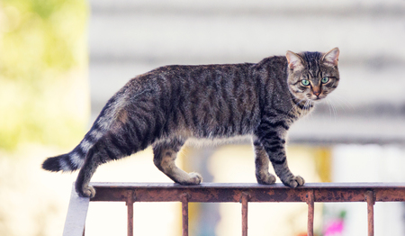 Cat on the balconyの写真素材
