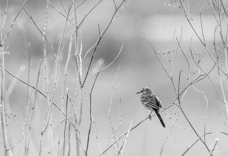 lonely bird sitting on a branchの写真素材