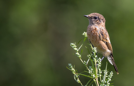 Young stonechat bird on a branchの写真素材