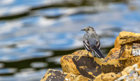 bird white wagtail on a stone against the waterの写真素材
