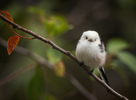 Cute little long-tailed tit bird on a branchの写真素材
