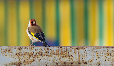 Goldfinch bird on a striped backgroundの写真素材