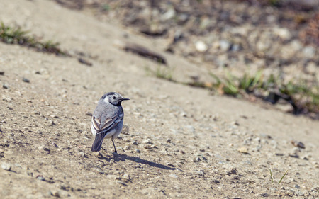 White wagtail bird standing on a landの写真素材