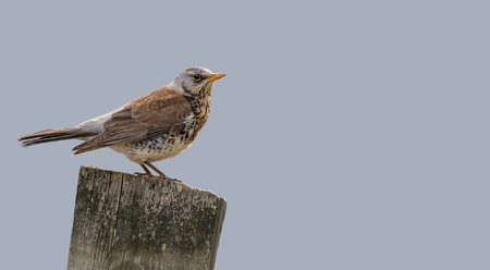 Fieldfare bird on a fence