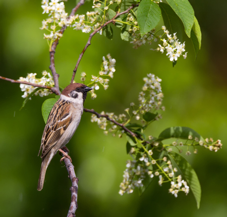 Tree sparrow bird on a branchの写真素材