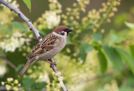 Tree sparrow bird on a branchの写真素材