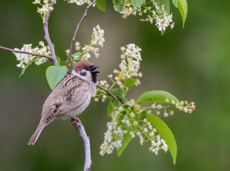 Singing Tree sparrow bird on a branchの写真素材
