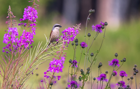 Red-backed shrike bird on a loosestrifeの写真素材