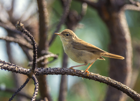 Bird Blyth's reed warbler on a branchの写真素材