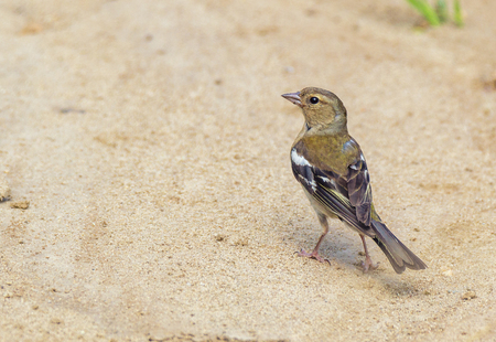 Chaffinch bird stands on the sandの写真素材