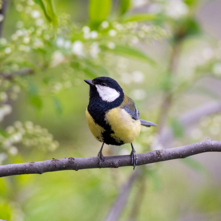 Bird great tit on a branchの写真素材