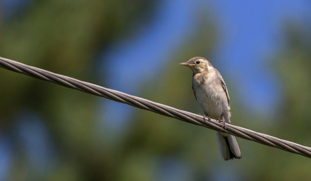 Young white wagtail bird on a cableの写真素材
