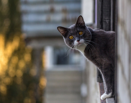 Portrait of a dark gray cat with a white spot eyeingの写真素材