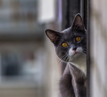 Portrait of a dark gray cat with a white spot eyeingの写真素材